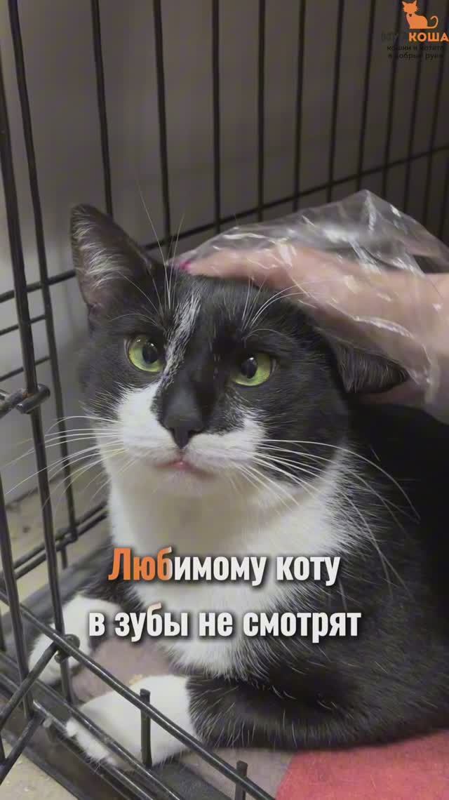 Сыночек ждёт вас в приюте #Муркоша смотреть онлайн