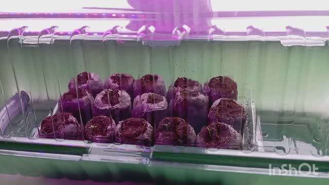 Мои цветы. Обзор по всходам. смотреть онлайн