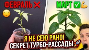 Мощная рассада перца за 40 дней. Забудьте про февраль! Секрет тут