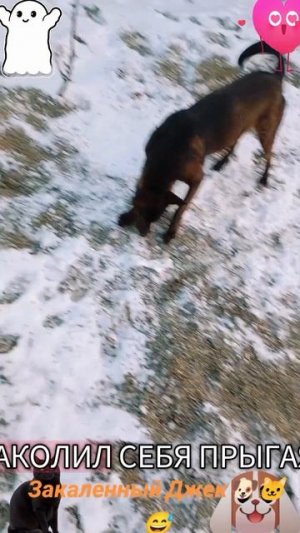 Животные приколы и не только😅