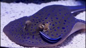 Правдивая Ольга. Руся и Пипонька. Светка хватит лгать. Где правда?