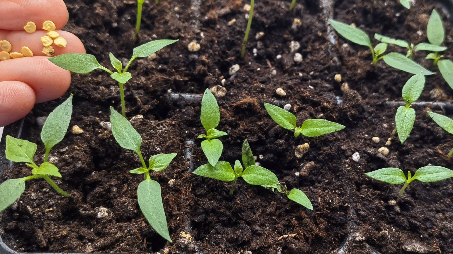 Что не любит рассада перца? 7 ошибок при посеве и выращивании перца смотреть онлайн