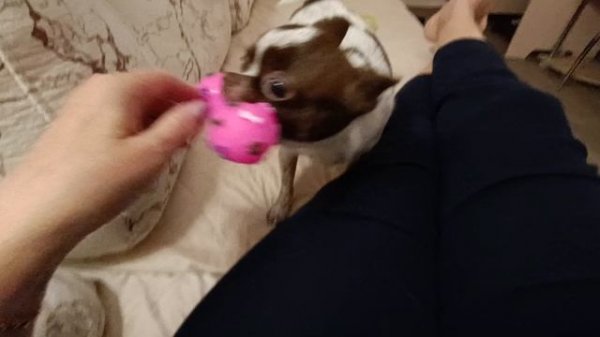 Покупки в магазине Смарт/ Простой ужин/ Играем с Бусинкой