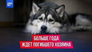 В Тыве завелся свой Хатико