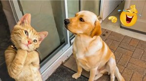 Видео приколы Забавные видео с кошками и собаками. Постарайтесь не смеяться 😂