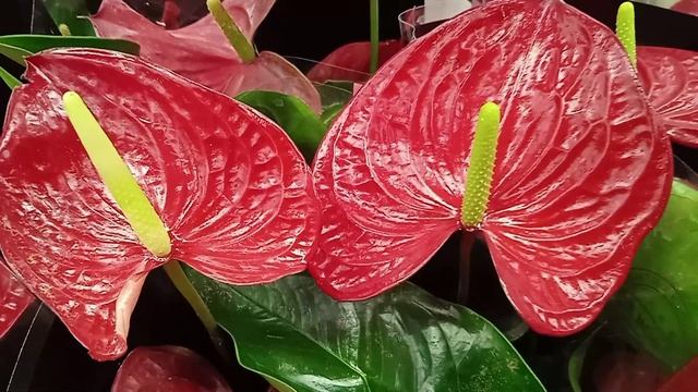 Антуриум уход в домашних условиях, чтобы пышно цвел и активно рос