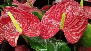 Чтобы Антуриум пышно цвел, как ухаживать за цветком