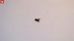 Ложный скорпион. Паук. Pseudoscorpionida.