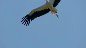 Кира Мил. "Крылья"