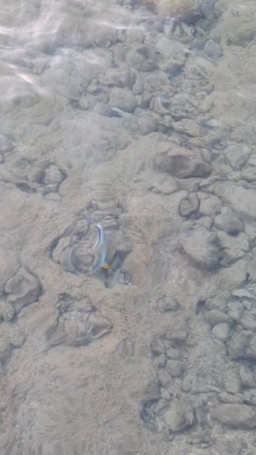 Рыбы смотреть онлайн