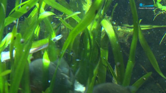 За стеклянными берегами. Аквариум Ленинградского зоопарка