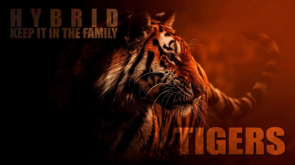 Tigers (Vikentiy Sound Video Edit) (2024)