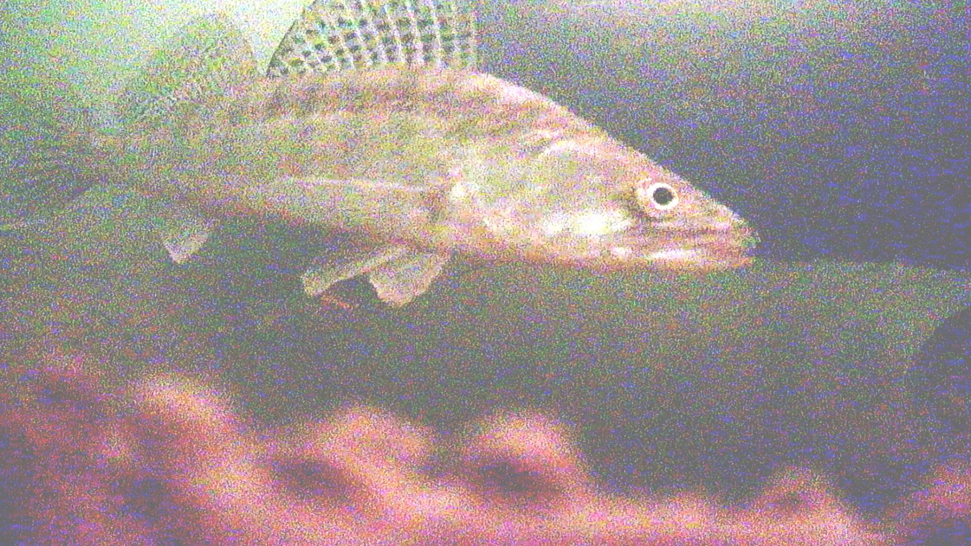 НАШЛИ СТАЮ СУДАКА. Судак атакует балансир рыбалка на Оке. смотреть онлайн