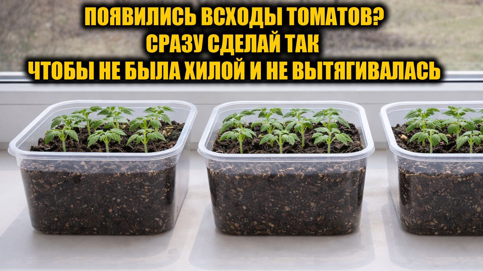 Первая важная подкормка РАССАДЫ! От вытягивания и для повышения урожайности до 10 раз больше смотреть онлайн