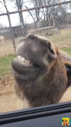 Весёлый ослик)