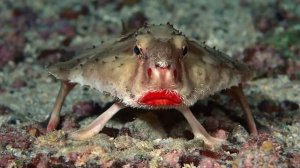 нетопырь дарвина