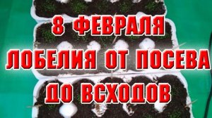 8 февраля. Лобелия от посева до всходов