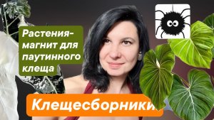 Клещесборники: комнатные растения магниты для паутинного клеща