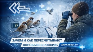 Перепись воробьев в России. Кто, как и зачем считает птичек?