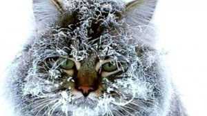 Добрейшего зимнего утра. Самая лучшая музыкальная открытка с песней.