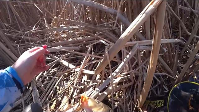 Девчушка на Поплавочную удочку таскает Сазанов..