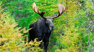 Тайга. В лесах хранятся ужасные секреты.