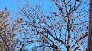 #192.Отдыхаем в санатории " Крымское Приморье". пос.Курортное,около Феодосии.