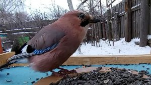 На кормушку прилетели 7 видов Птиц