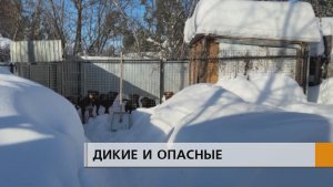 И снова Васильево, и снова собаки