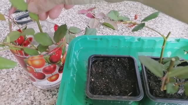 🌹Черенки розы: как нарезать и укоренить в домашних условиях? смотреть онлайн