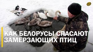 ЛОВУШКА ДЛЯ ЛЕБЕДЕЙ: что зимой для птиц опаснее всего/ Спасательные операции МЧС и не только