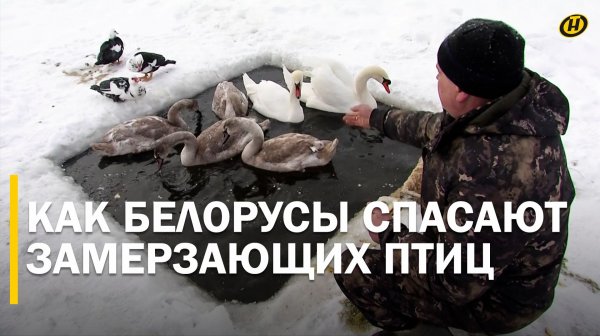 ЛОВУШКА ДЛЯ ЛЕБЕДЕЙ: что зимой для птиц опаснее всего/ Спасательные операции МЧС и не только