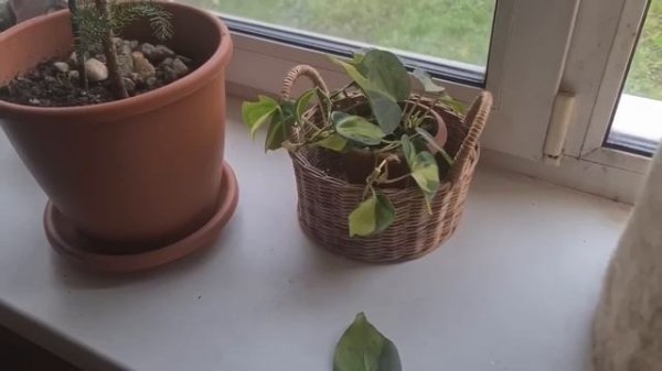 Лёшу ДЕПОРТИРОВАЛИ! Навожу тут свои порядки!