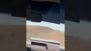 ОАЭ Сафари 26 января 2026г