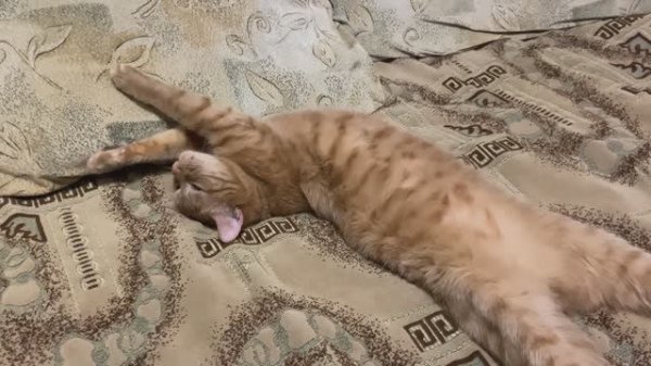 Рыжий кот. Любит поспать