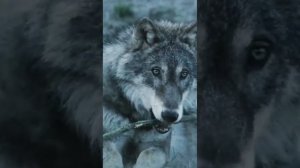 АНДРЕЙ УФИМОВ - ЦЕНА