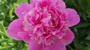 Цветочная терапия из пионов и ирисов. Все цветы из нашего сада