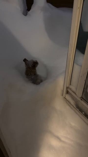 Погулял смотреть онлайн