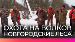В Новгородской области продолжается охота на волков для сохранения баланса в природе
