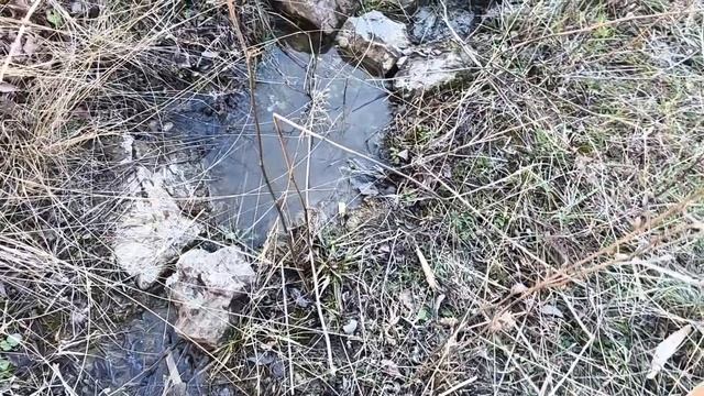 Сажаю Лесосад вдоль ручья!