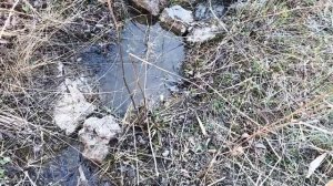 Сажаю Лесосад вдоль ручья!