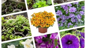 Проверка контейнеров с укореняшками!