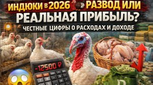 Индюки в 2026 🦃 Развод или реальная прибыль? Честные цифры о расходах и доходе