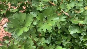 Гинкго 'Mariken'