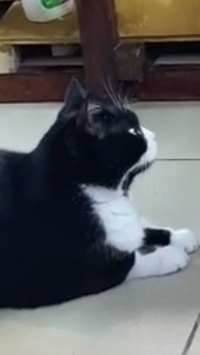 Кот пришел в студию аквариумистики выбирать себе рыбок) смотреть онлайн