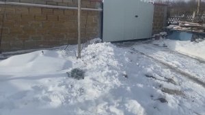 Как зимуют наши растения в Крыму Часть 1