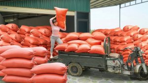 Хуонг покупает 1000 кг кукурузных зёрен, чтобы продать их сельским фермерам.