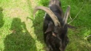 Коза и козел отличия.Коза и козел рога