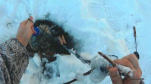 Налим на живца зимой. 2 сезон. 5 серия.(Ловля ерша. Проверка перемета)