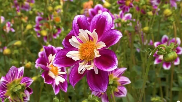 утренняя музыка частотой 432 Гц